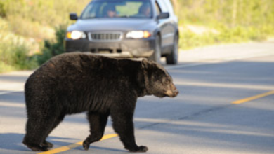 Bear crossing the road in front of a car